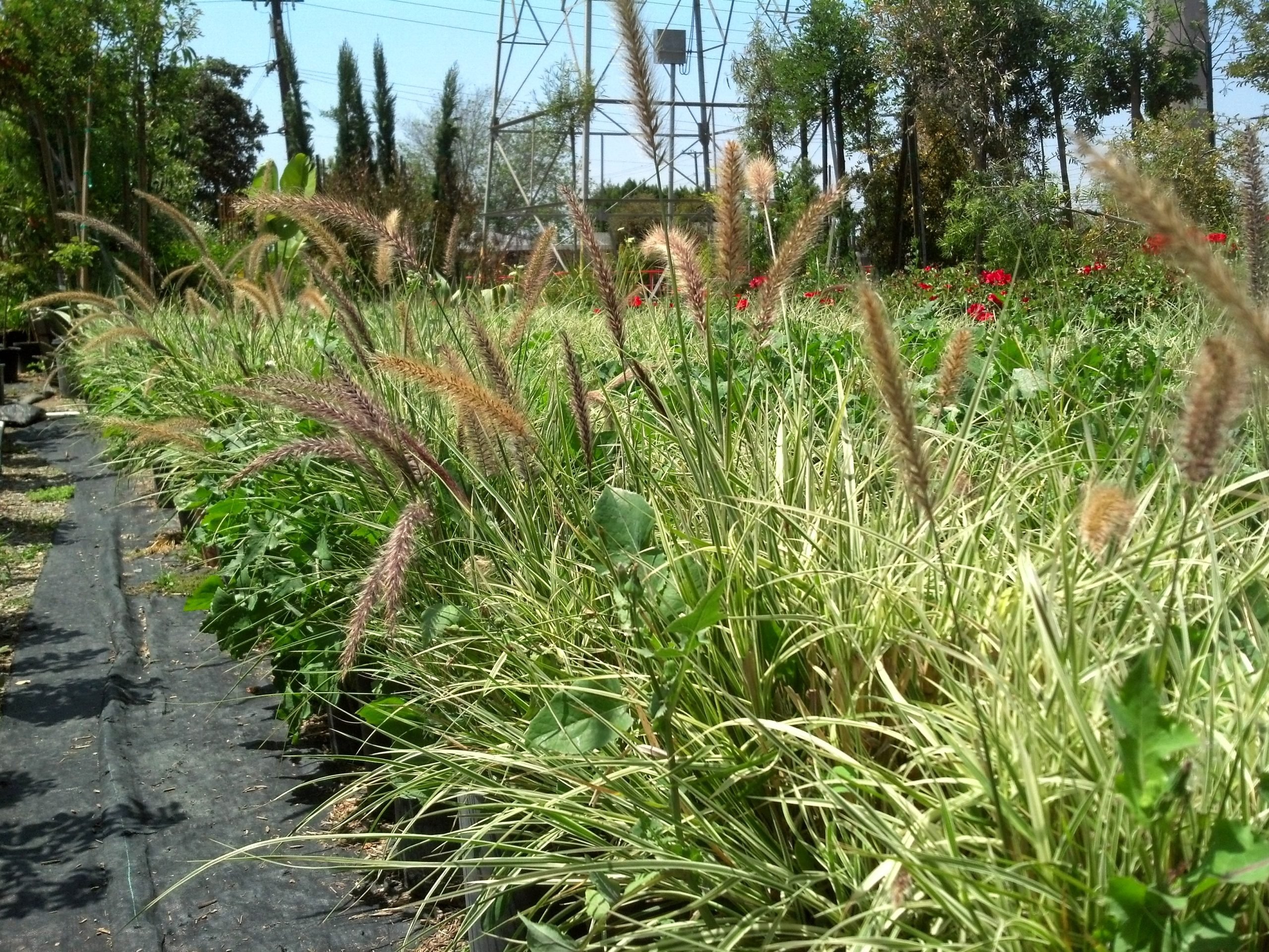 Pacific Horticulture  Invasive Plants Are Still Being Sold