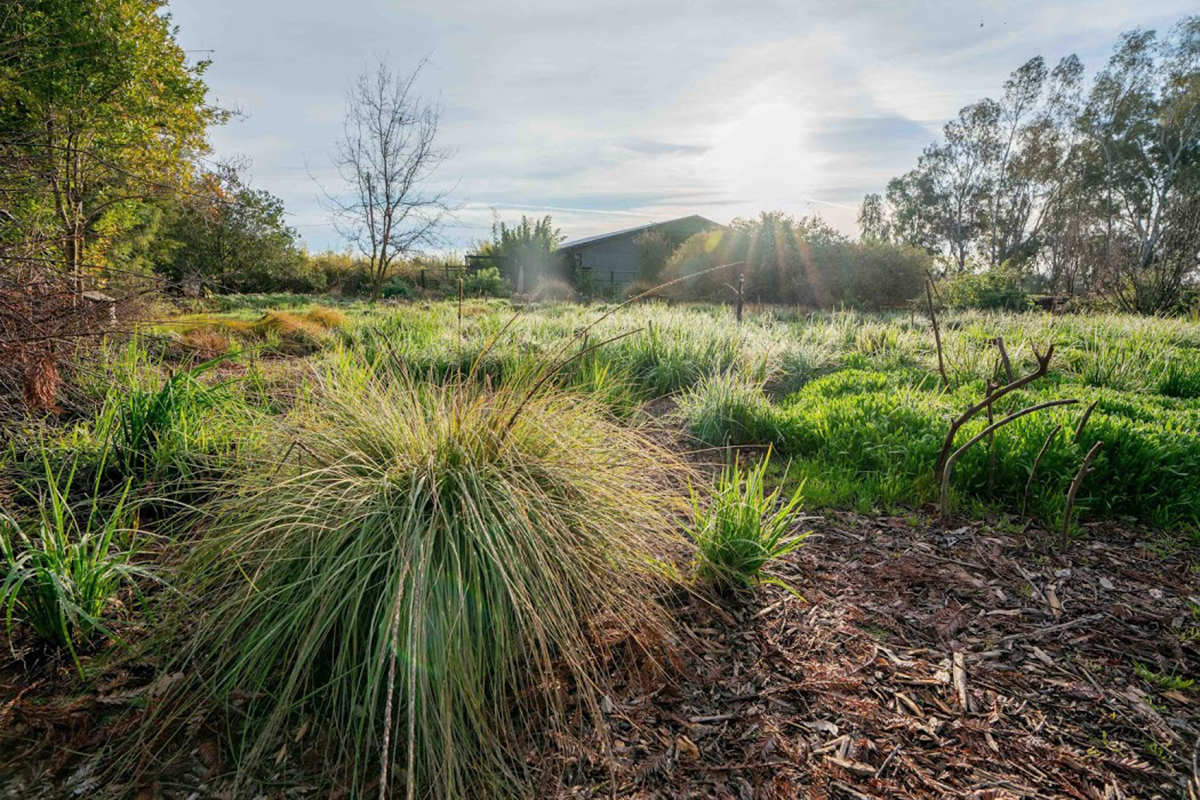 Pacific Horticulture  The Native Plant Garden in Early Spring