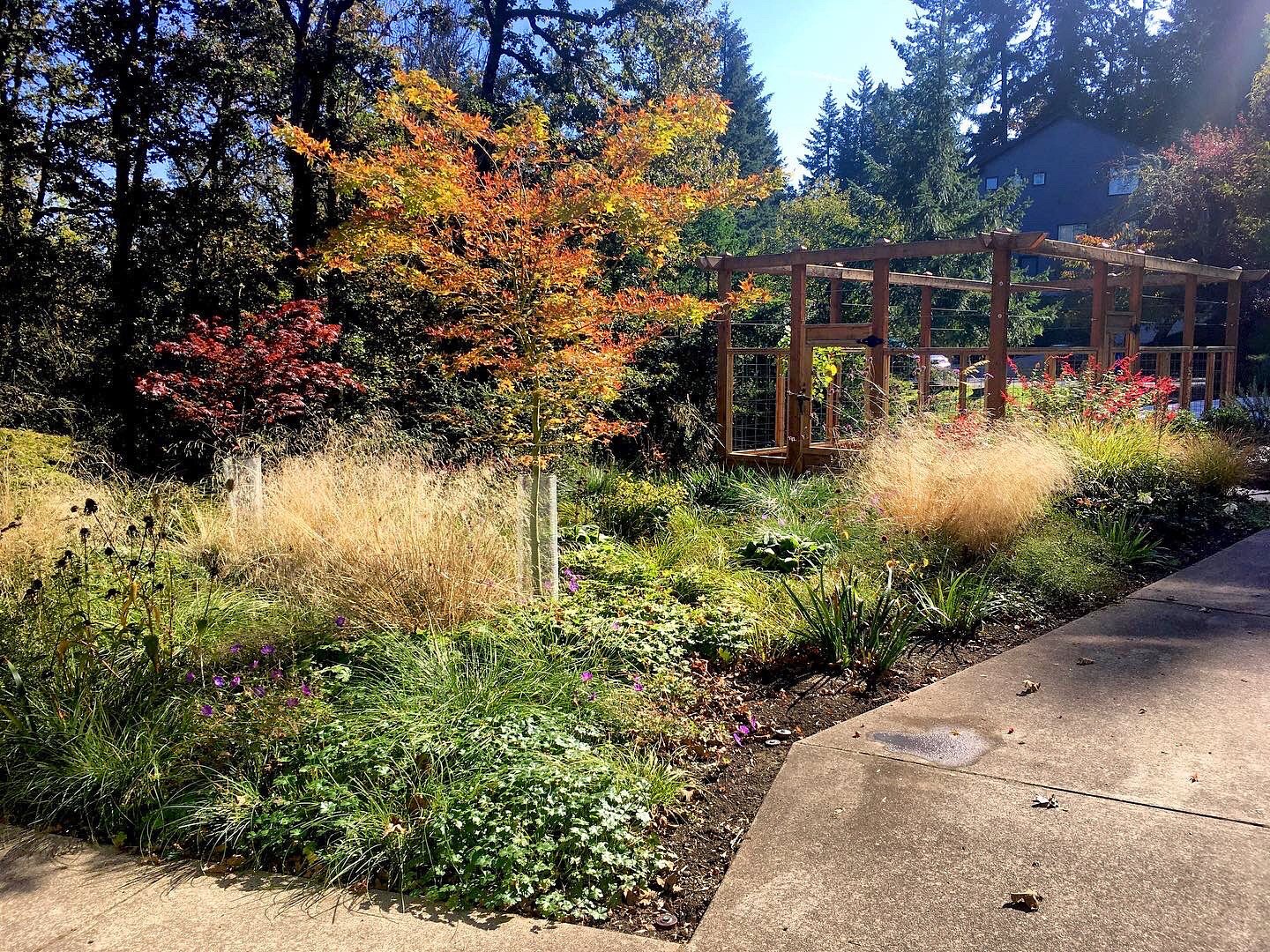 Backyard Neophyte Landscaping Blog: Great Utility Box Plant Combination