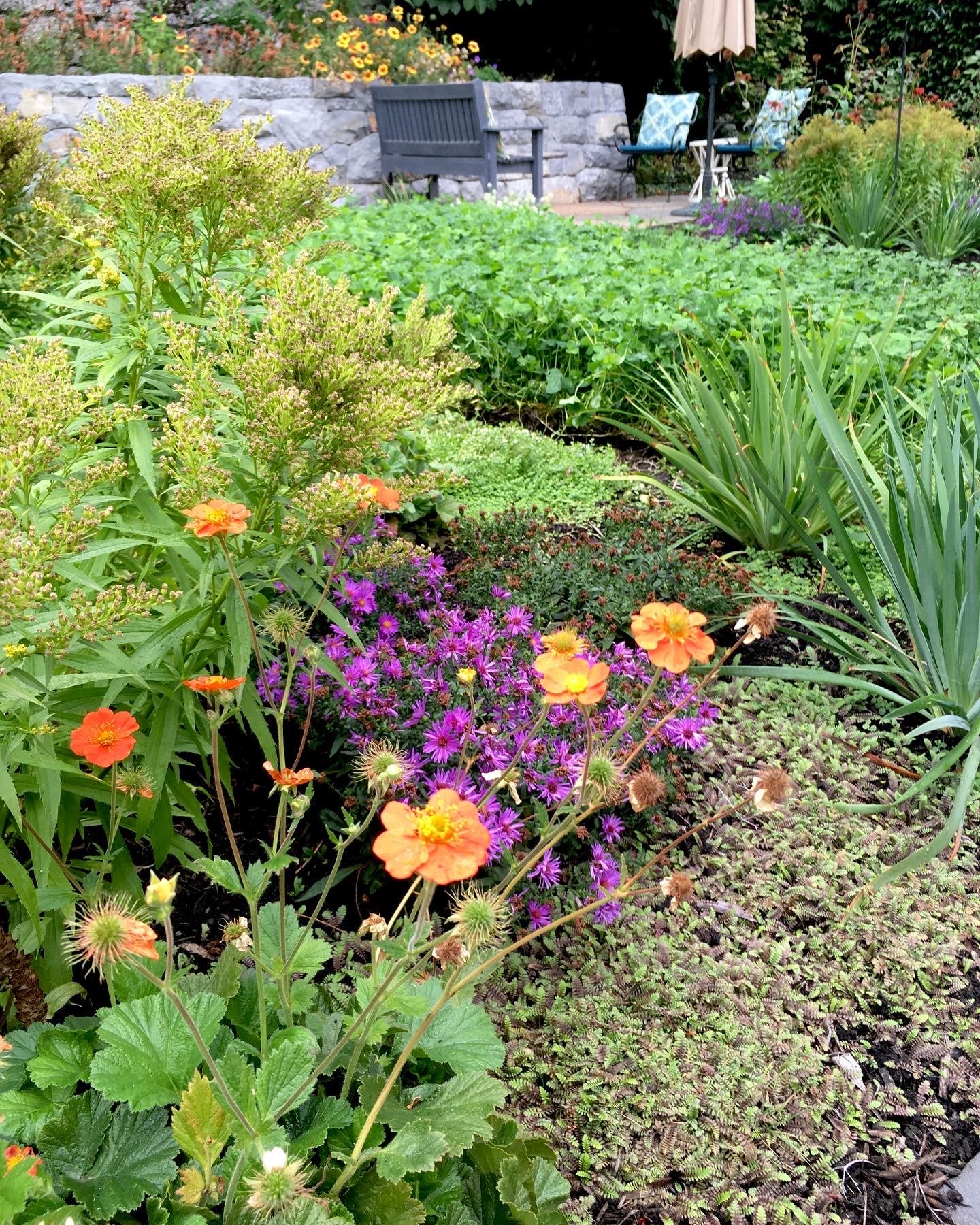 Old and New These traditional English garden irises contrast with