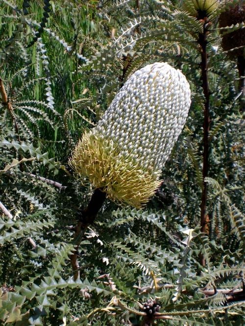 Banksia_speciosa_3_Credit Australian Native Plants