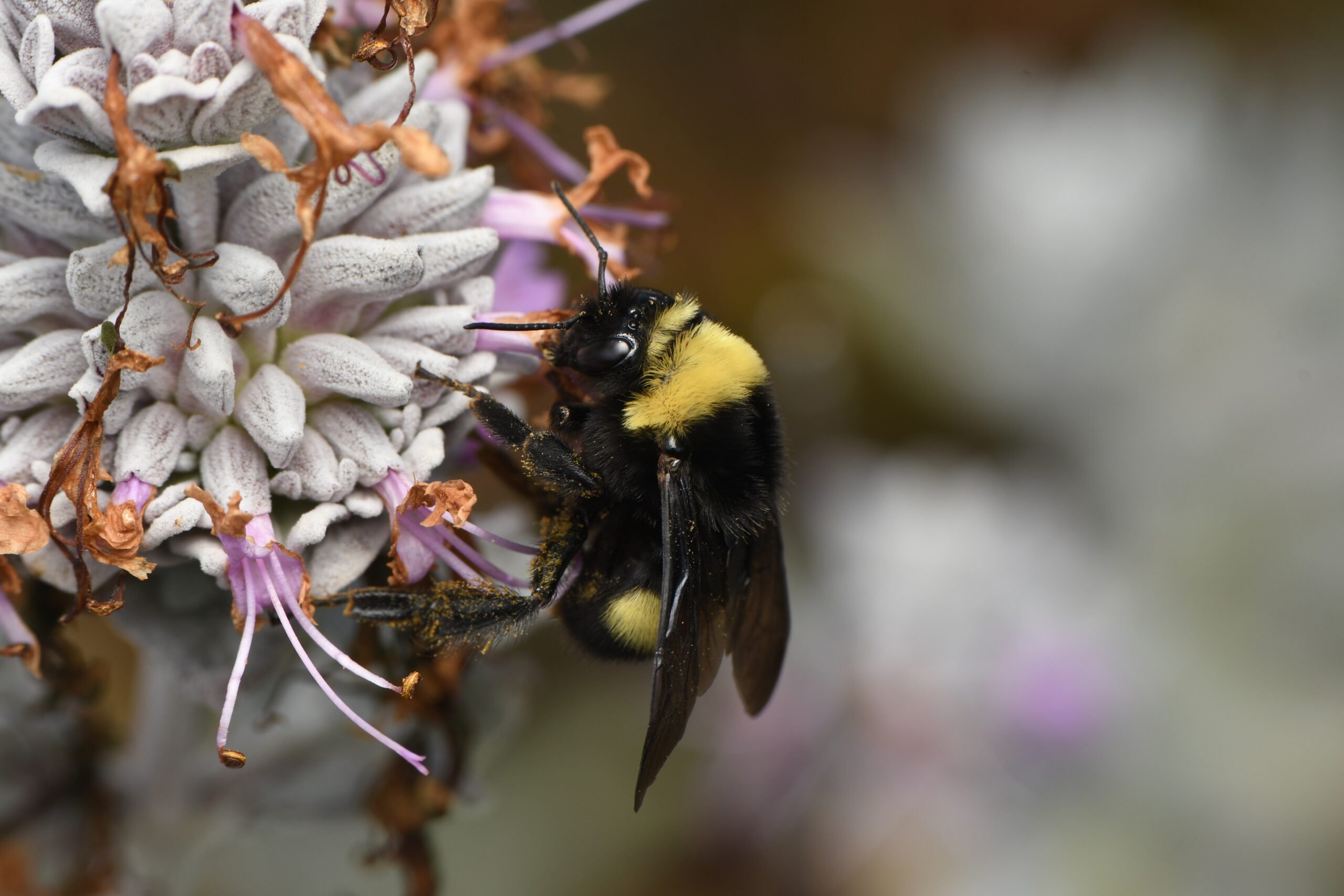 Native Bumble Bees Are Poised to Be First Pollinators Protected