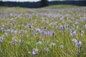 Plant of the Month: Camas