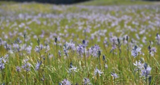 Plant of the Month: Camas