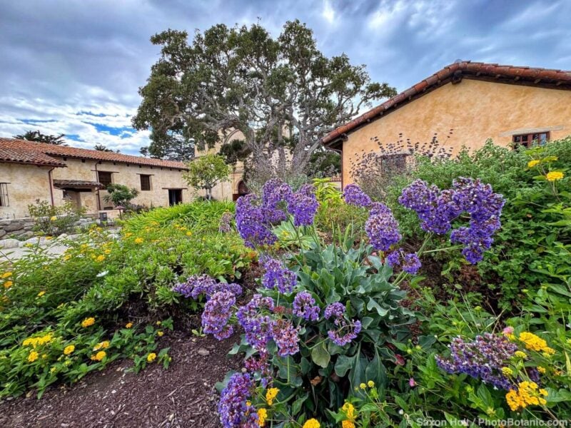 Camera Phones are Cameras: Photo Assignment: Carmel Mission, Part 2