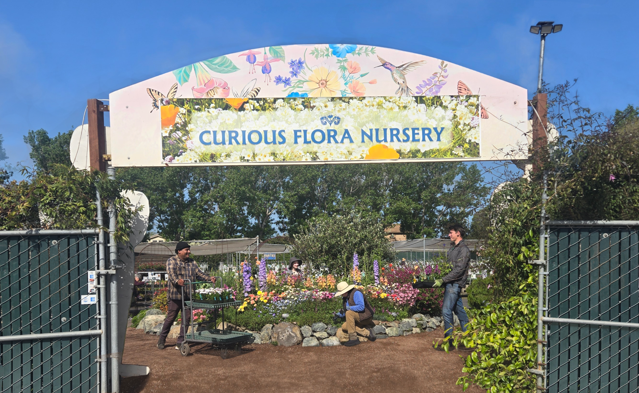 Pacific Horticulture The Curious Story of Curious Flora Nursery