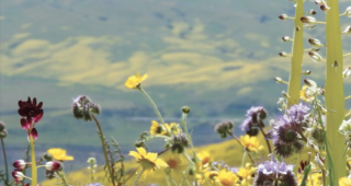 Book Review: Vascular Plants of San Luis Obispo County, California