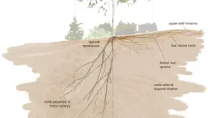 As Above, Not So Below: The Underground Truth About Tree Roots