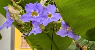 Camera Phones are Cameras: Flower Point of View