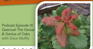 Episode XI: Quercus! Genus and Genius of Oaks with Dave Muffly