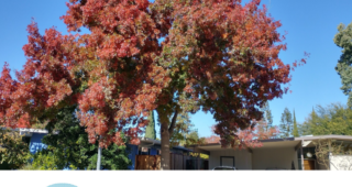Episode XXIII: Readying Urban Forests for Climate Realities with Dr. Greg McPherson