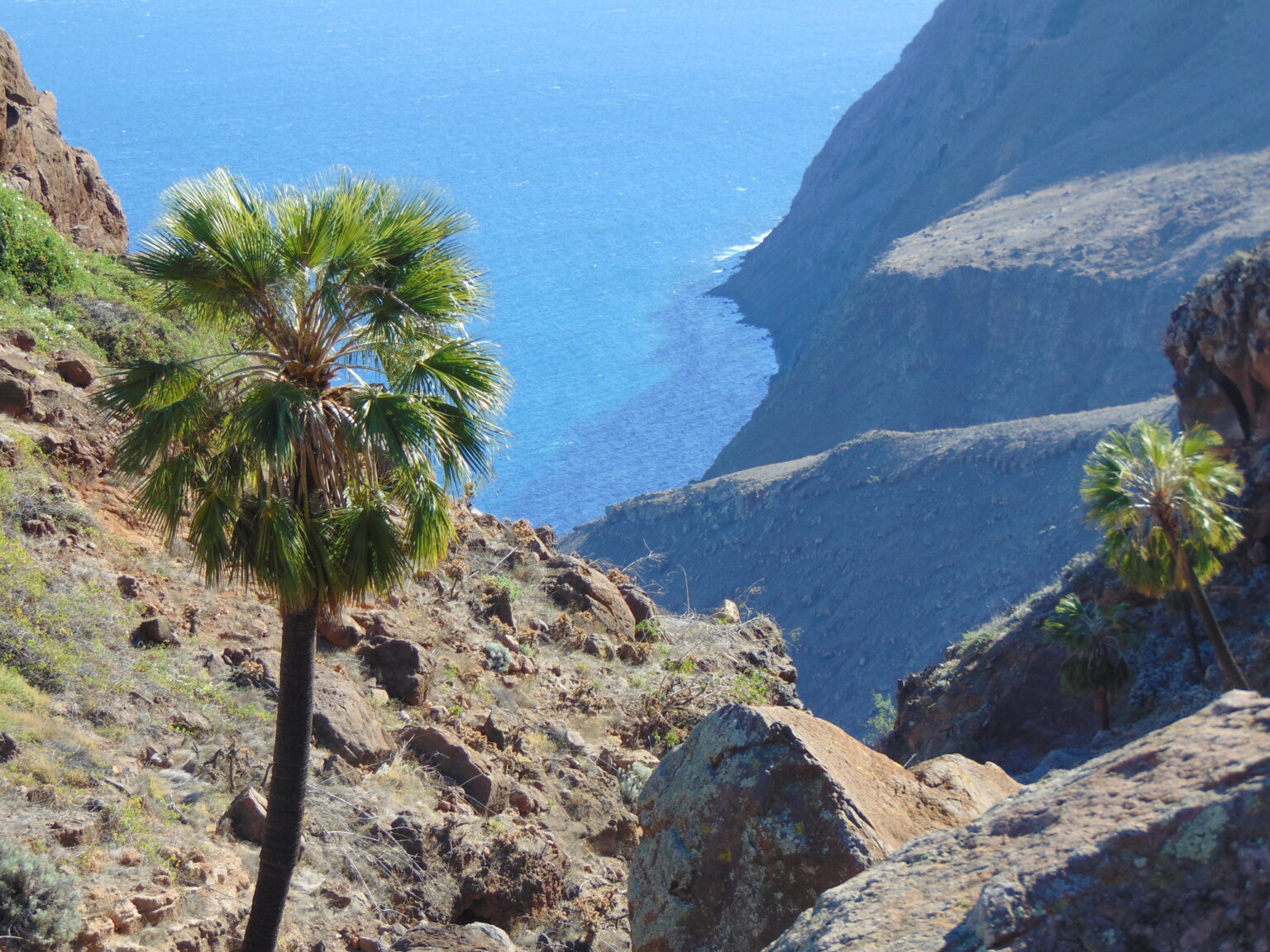 Palm Trees Adapted to Withstand Hurricanes, Forest Ecologist Says