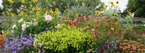 The Curious Story of Curious Flora Nursery