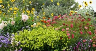 The Curious Story of Curious Flora Nursery