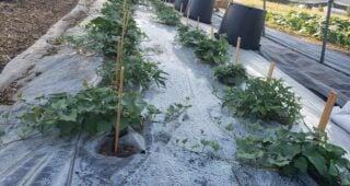 Lab Report: Microplastics in Gardens and Landscaping