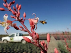 Pacific Plant People Recommendations: Hesperaloe ‘Lionheart’
