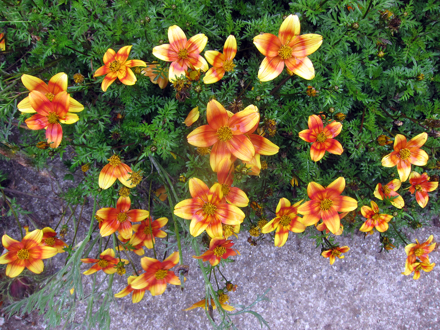 Edible Flowers Enliven a Garden - FineGardening