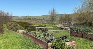Regenerative or Organic Agriculture?