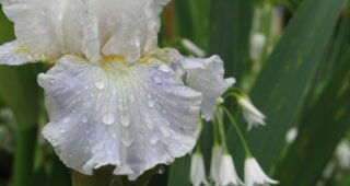 Pacific Plant People Recommendations: <i>Iris</i> x <i>germanica</i>, Bearded Iris
