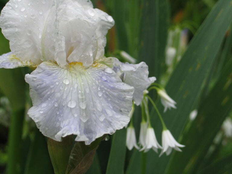 Pacific Plant People Recommendations: <i>Iris</i> x <i>germanica</i>, Bearded Iris