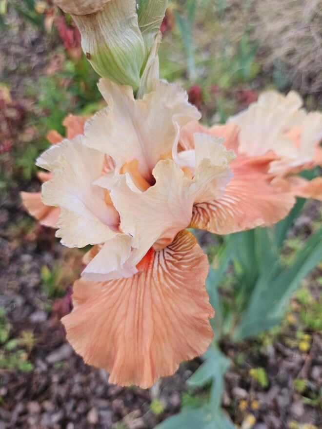 Iris 'Mandarin Morning' (TB) with lighter colored flowers than others of the same cultivar (see photo to the right) photos taken on the same day.