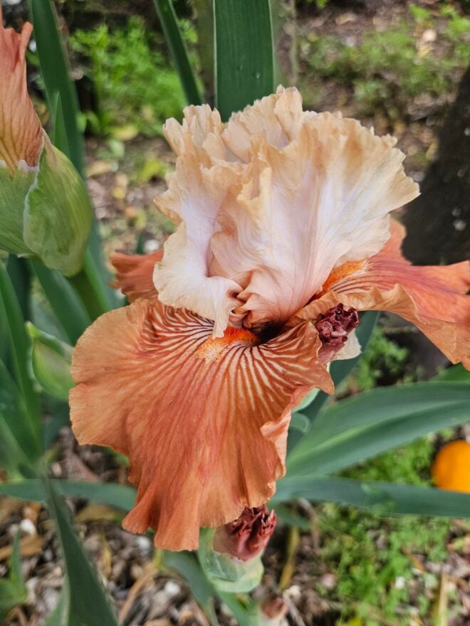 Iris 'Mandarin Morning' (TB) with more typical coloring (see photo to the left). Colors can vary within some cultivars with age, weather, and between individuals as seen here.