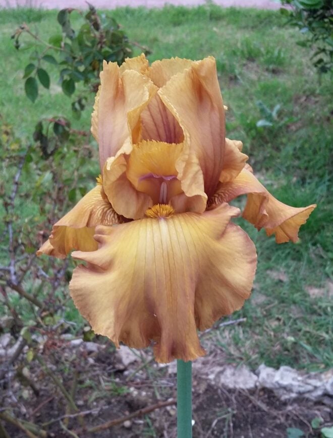 Iris 'Smoked Gouda' (TB) such a weird greenish bronze