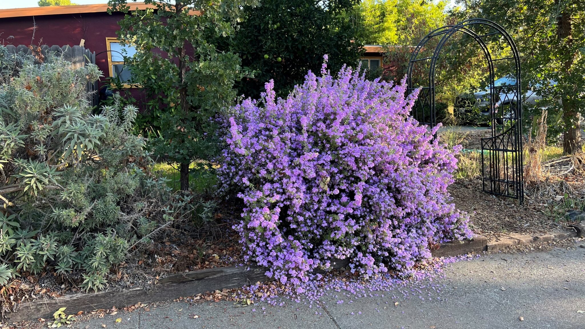 Pacific Horticulture FutureProof Selections for the Central Valley and Beyond Winning