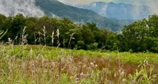 Camera Phones are Cameras: The Light That Is