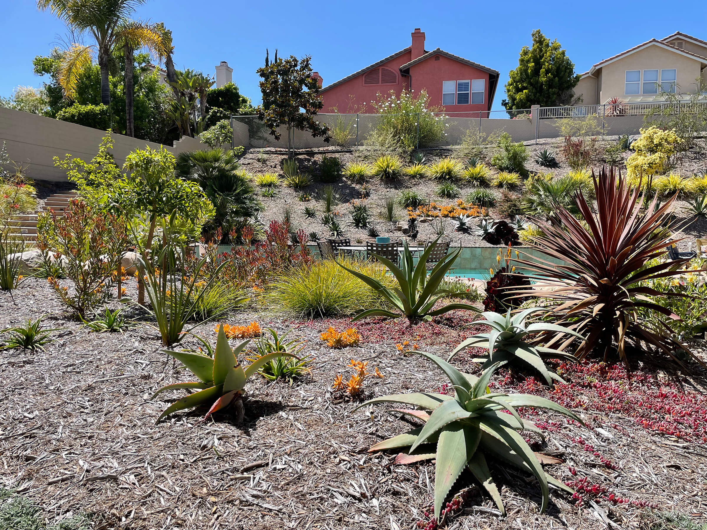 Pacific Horticulture  Trees of San Diego: Daisies… On a Tree?