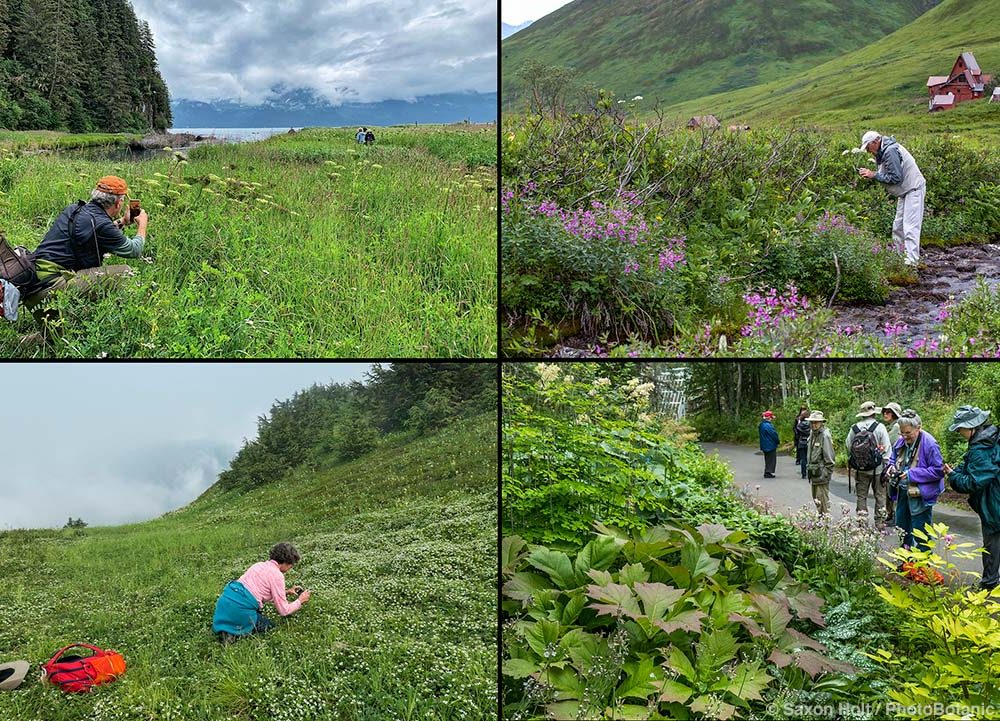 Alaska Expedition: Wildflowers, Wildlife & Spectacular Landscapes