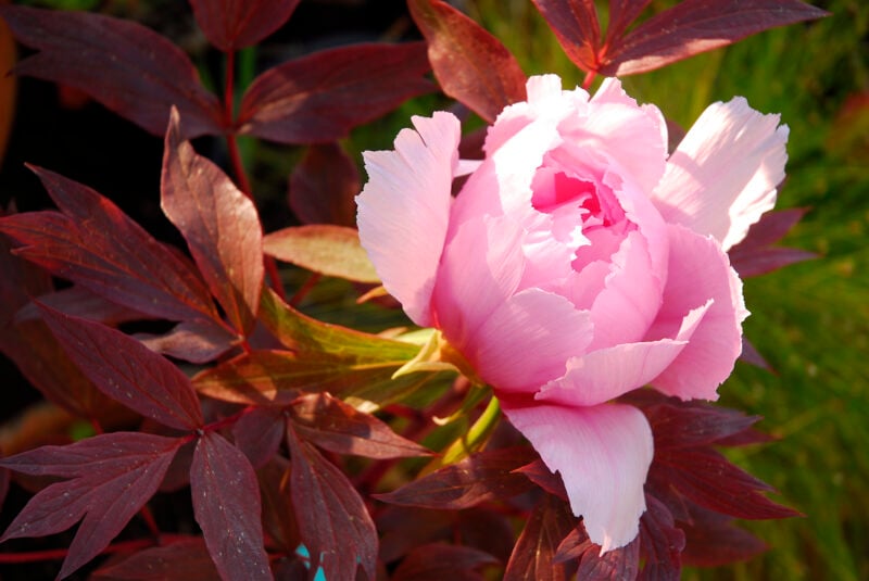 30 Best Pink Flowers for Gardens - Perennial & Annual Blossoms