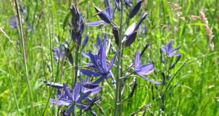 Your Urban Backyard Habitat Can Support Biodiversity