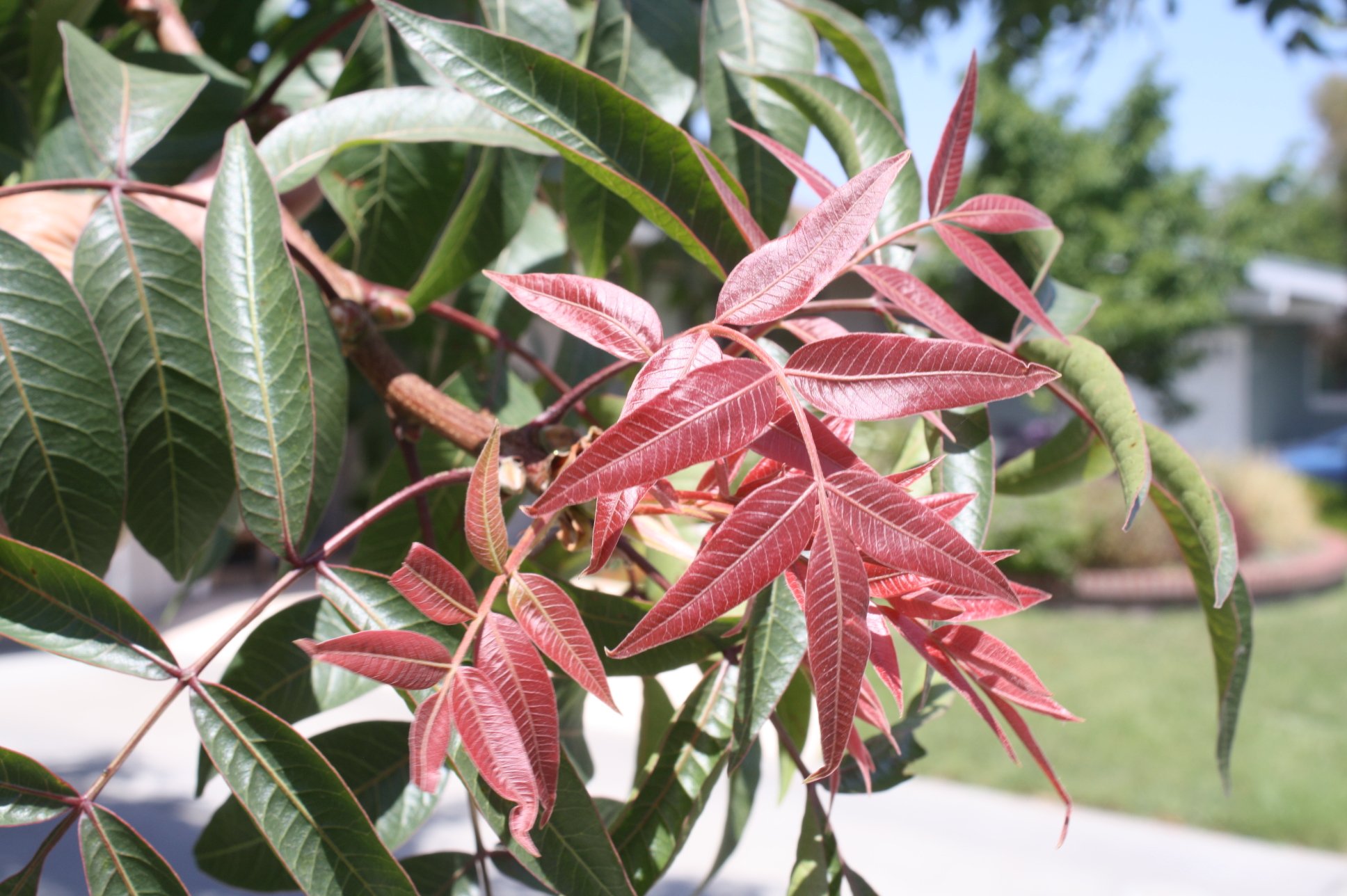 Shade - Red Push Pistache – Flower of the Gods