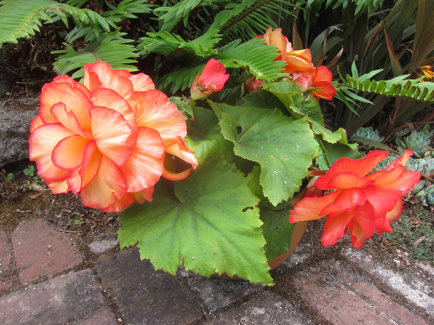 Edible Flowers Enliven a Garden - FineGardening