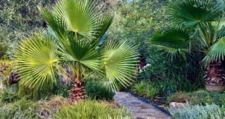 Camera Phones are Cameras: Work the Scene