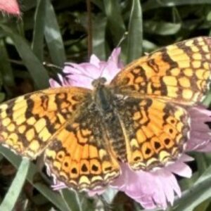 Profile photo of Gisela Rohde