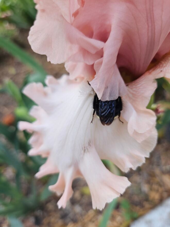 Bumblebee resting in unknown pink (IB) iris