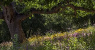 Befriend Bugs; Design for Everyone with Garden Futurist Kate Hayes