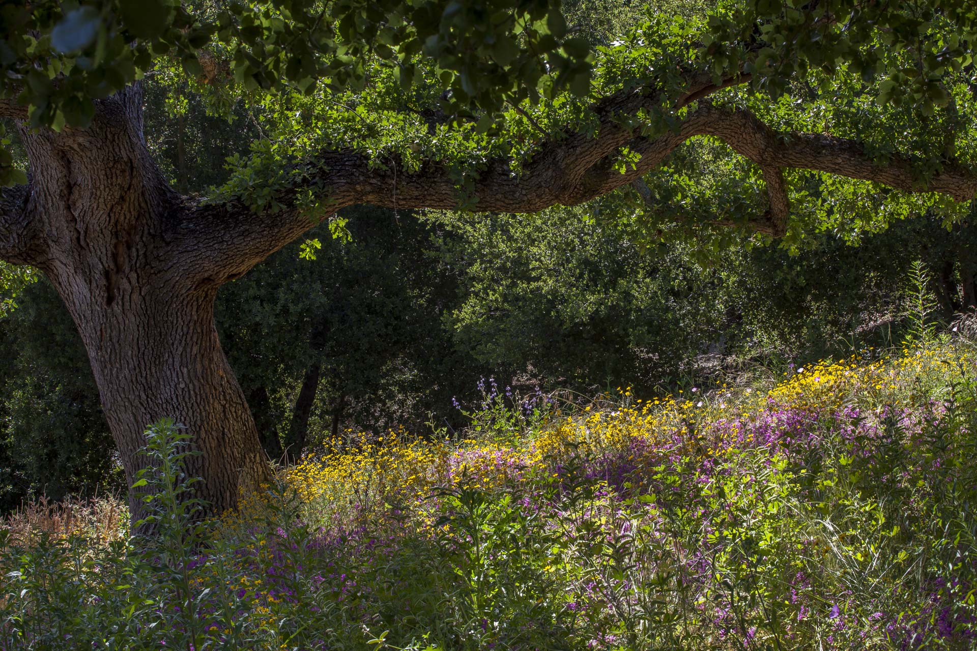 Wildflower Meadow with a California native plants; Heising Garden