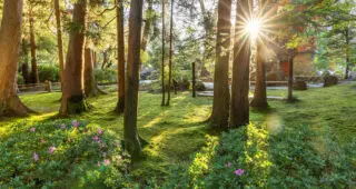 The Influence of Maintenance on Design in a Japanese Garden