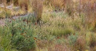 Pacific Plant People Recommendations: Bouteloua gracilis ‘Blonde Ambition’