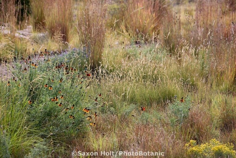 Pacific Plant People Recommendations: Bouteloua gracilis ‘Blonde Ambition’