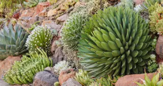 Inspiration from The Ruth Bancroft Garden: Designing the Lush Dry Garden